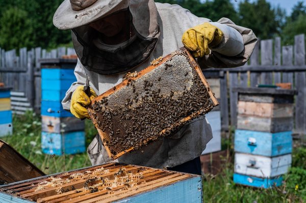 Quelles techniques d'apiculture urbaine sont adaptées aux petits espaces?