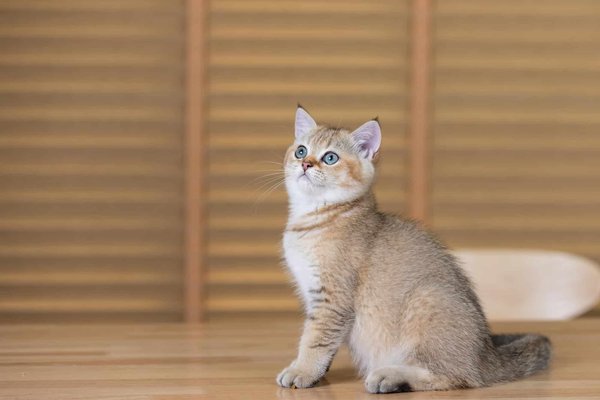 Quels sont les stimuli environnementaux clés pour le bien-être d'un perroquet Cacatoès?