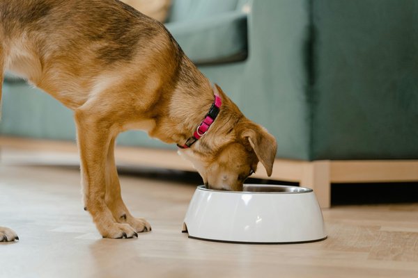 Des repas frais pour chien : santé et bonheur assurés !